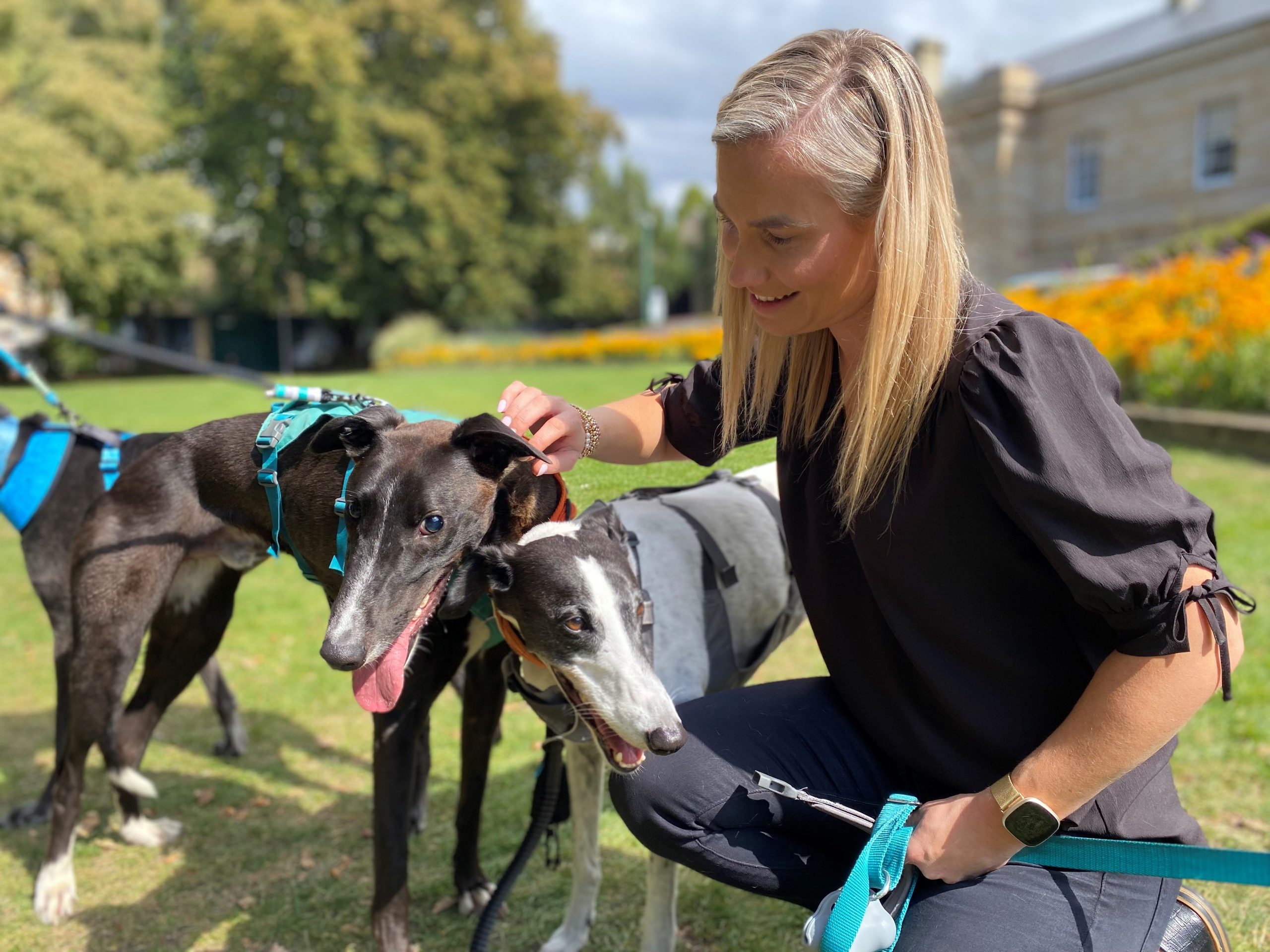 It’s time to root out bad apples and adopt a sensible approach to make sure greyhounds have a safe future